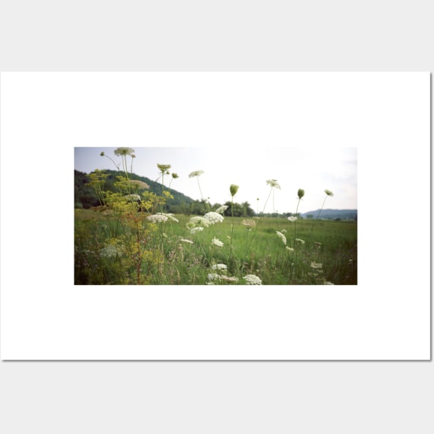 Queen Anne's Lace - Lomo Belair Photograph Wall Art by ztrnorge